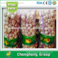 Best quality fresh garlic with low price